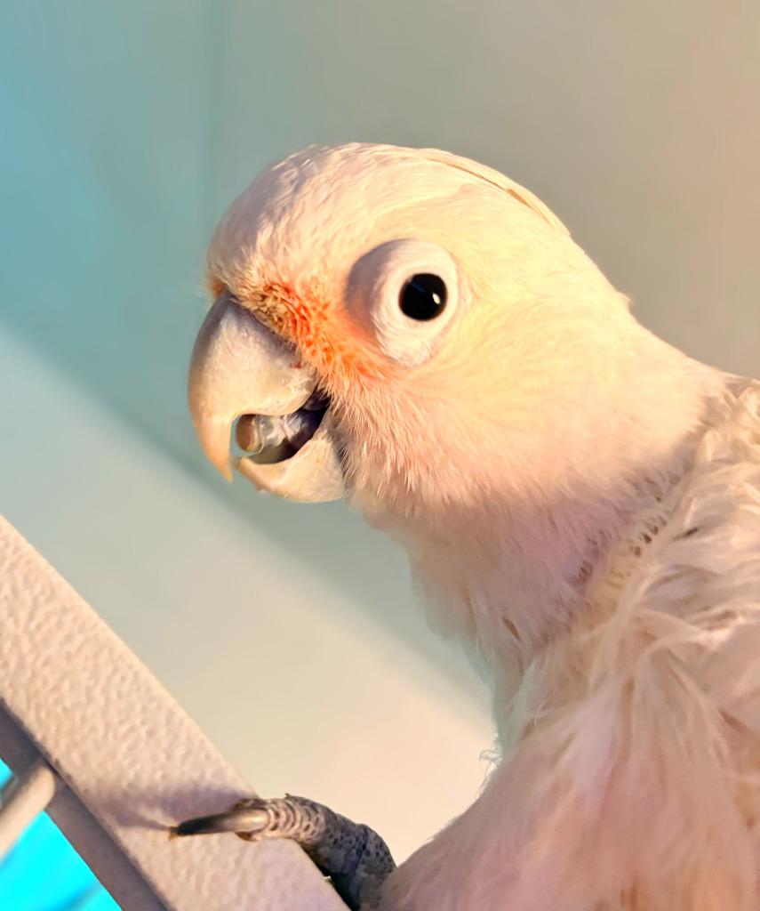 Enlarge Scoops, a Adoptable Cockatoo in Ballwin, MO image 3/6