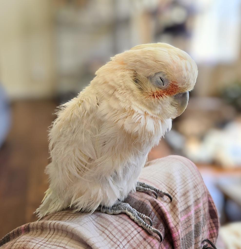 Scoops, a Adoptable Cockatoo in Ballwin, MO image 4/6