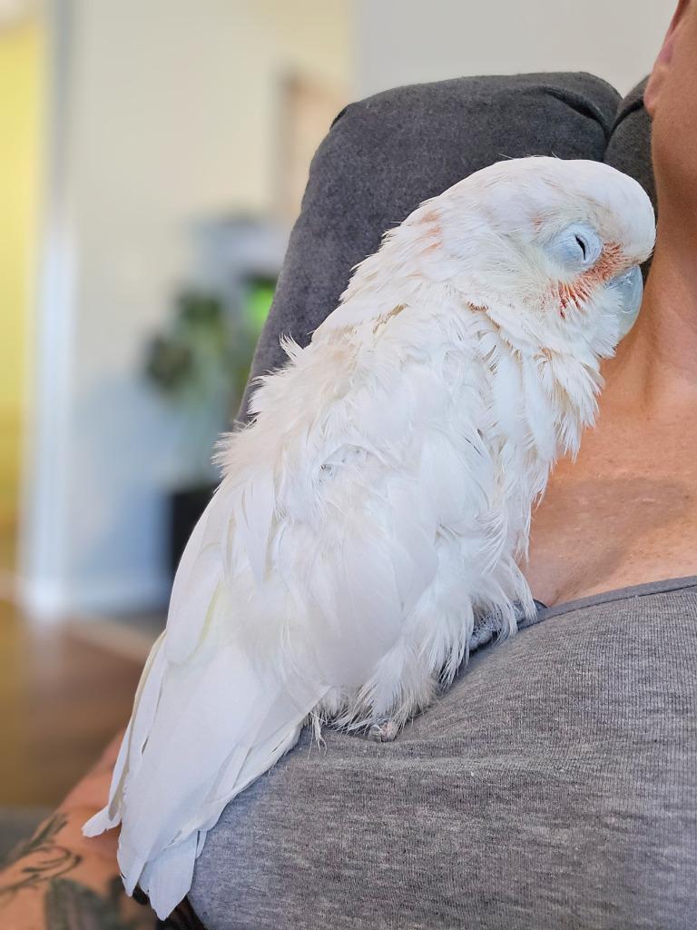 Scoops, a Adoptable Cockatoo in Ballwin, MO image 5/6