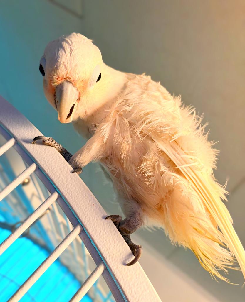 Enlarge Scoops, a Adoptable Cockatoo in Ballwin, MO image 4/6