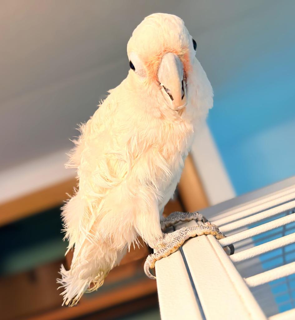Enlarge Scoops, a Adoptable Cockatoo in Ballwin, MO image 5/6