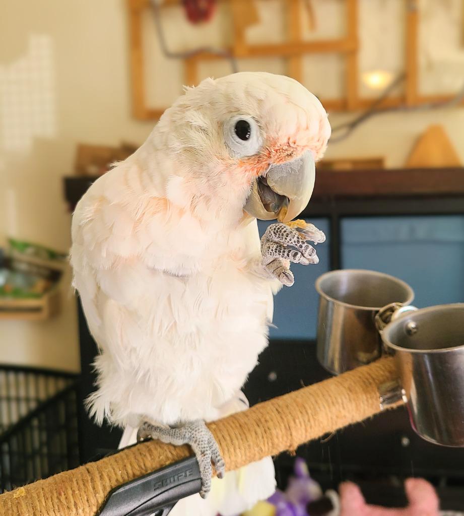 Enlarge Scoops, a Adoptable Cockatoo in Ballwin, MO image 5/5