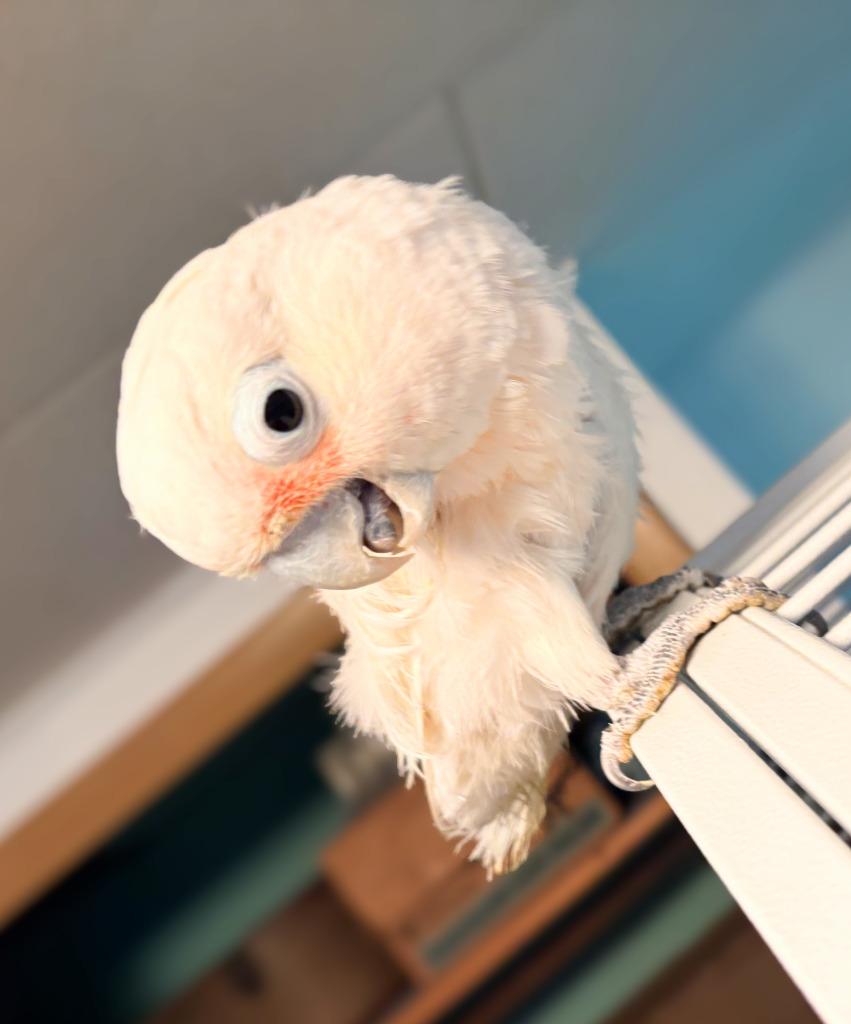 Enlarge Scoops, a Adoptable Cockatoo in Ballwin, MO image 6/6