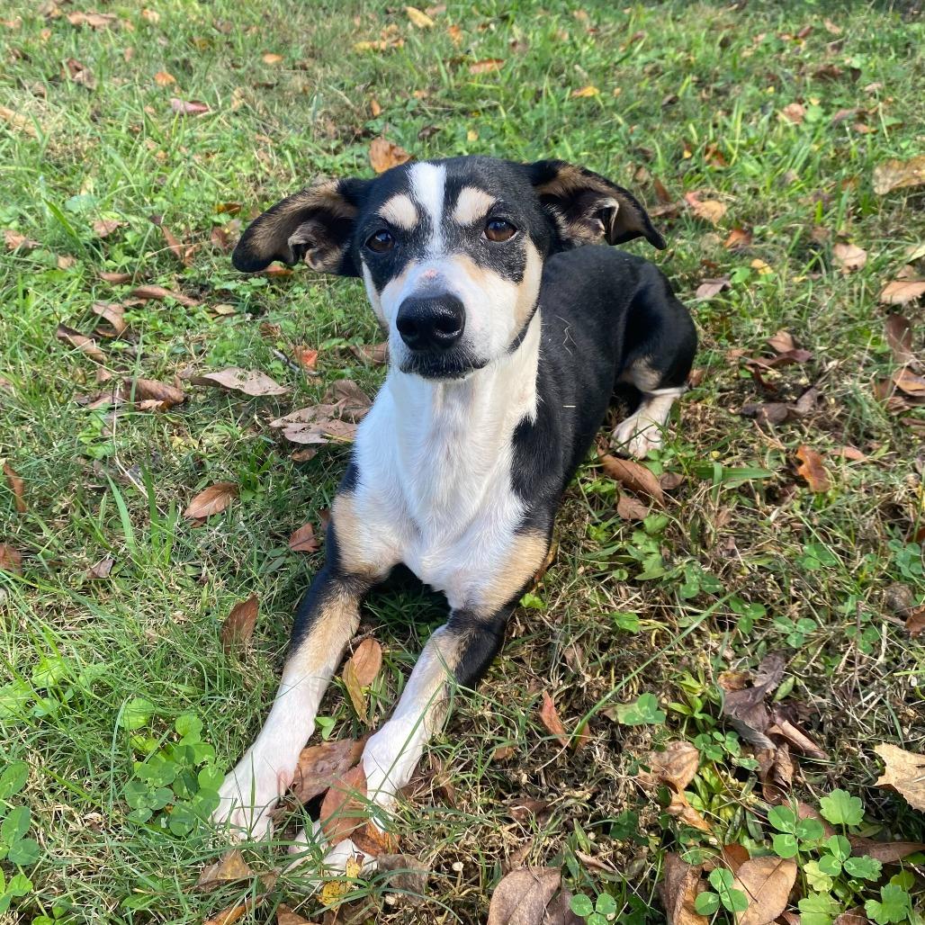 Tchotchke, Adoptable, Adult Male Rat Terrier & Mixed Breed.