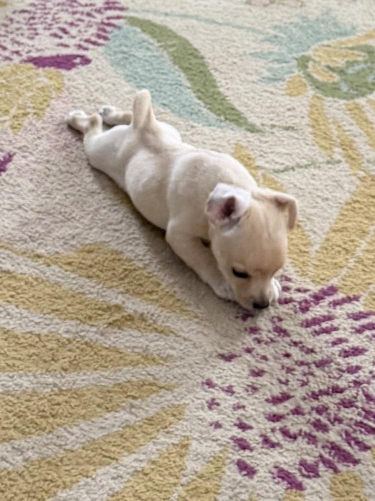 Enlarge Strudel, a Adoptable mixed breed in Springdale, PA image 1/4