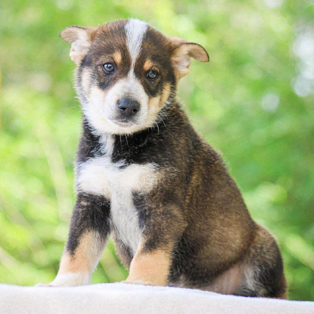 Dr. Robby, Adoptable, Puppy Male Mixed Breed.