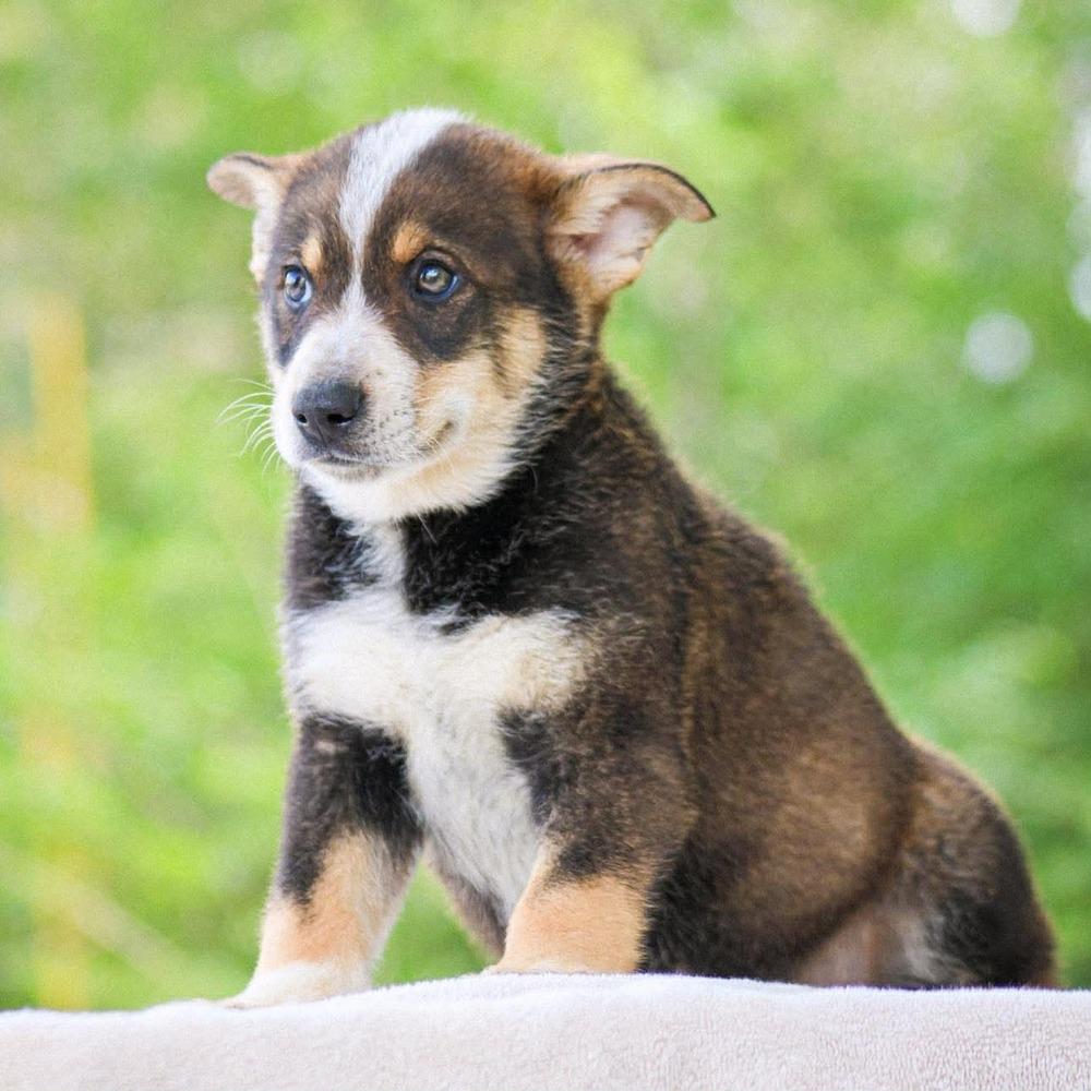 Dr. Robby, a Adoptable mixed breed in Groveland, MA image 2/4