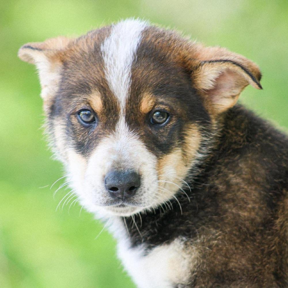 Dr. Robby, a Adoptable mixed breed in Groveland, MA image 3/4