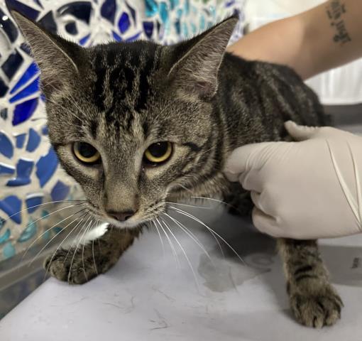 SEBASTIAN, Adoptable, Young Male Domestic Short Hair.