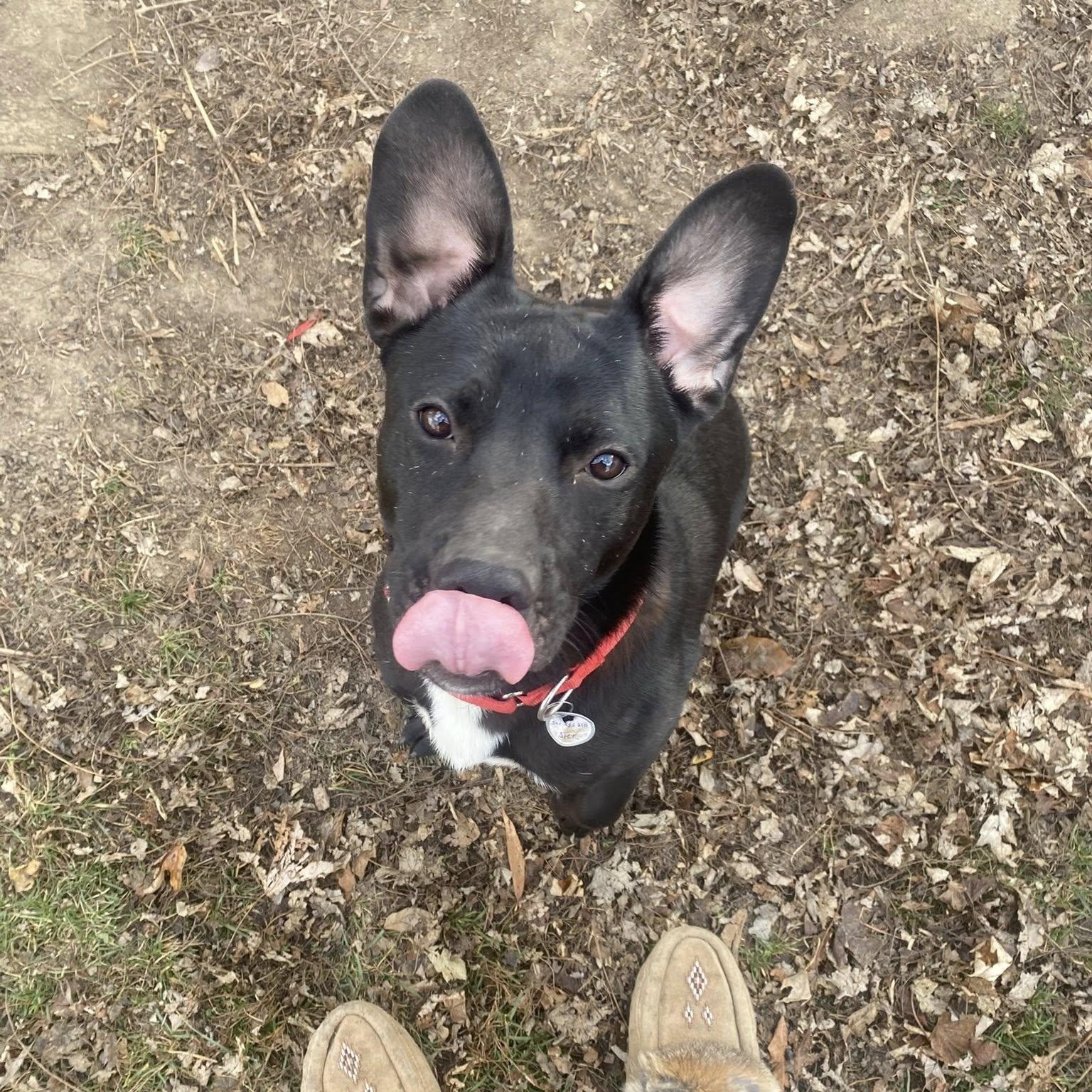 Raisin, Adoptable, Young Male Labrador Retriever.