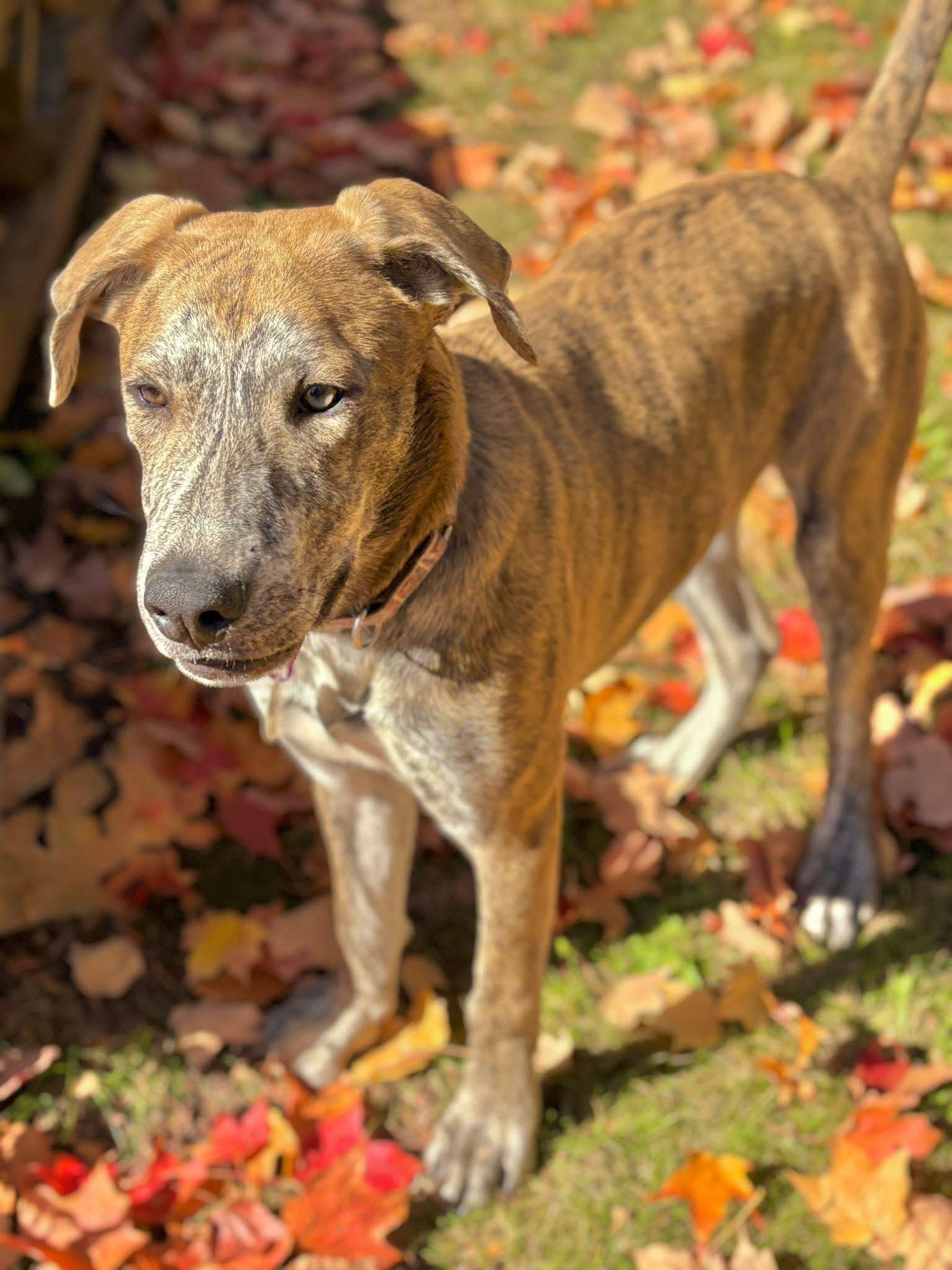 Freddie, a Adoptable mixed breed in Newmarket, ON image 1/5
