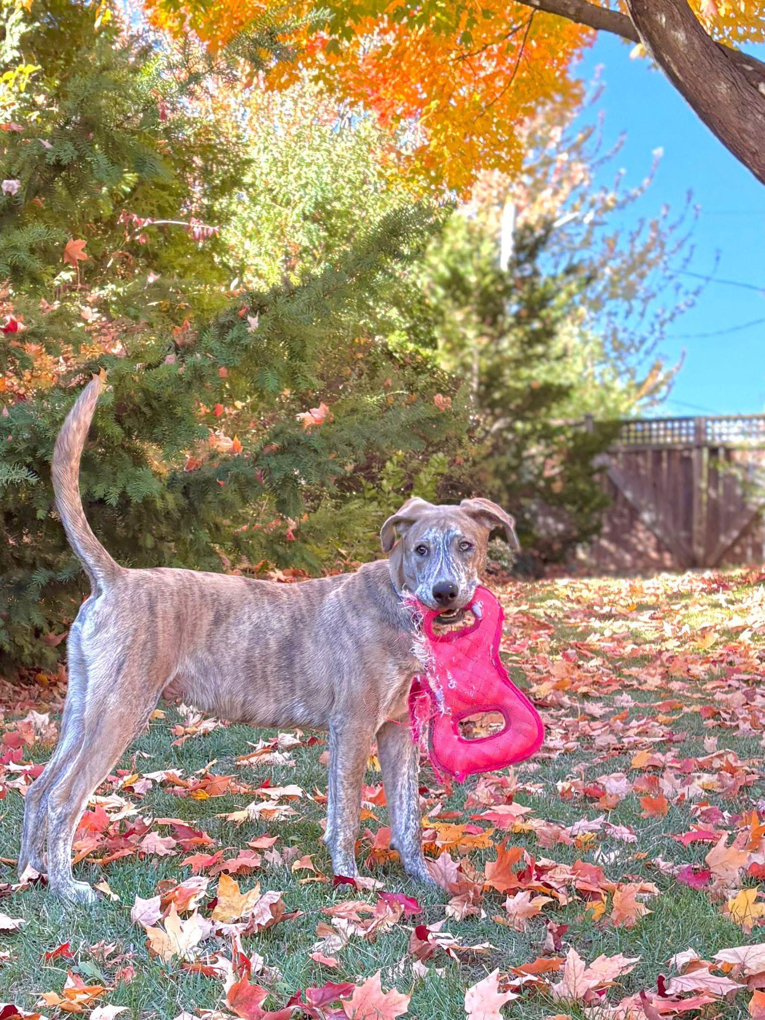Freddie, a Adoptable mixed breed in Newmarket, ON image 2/5