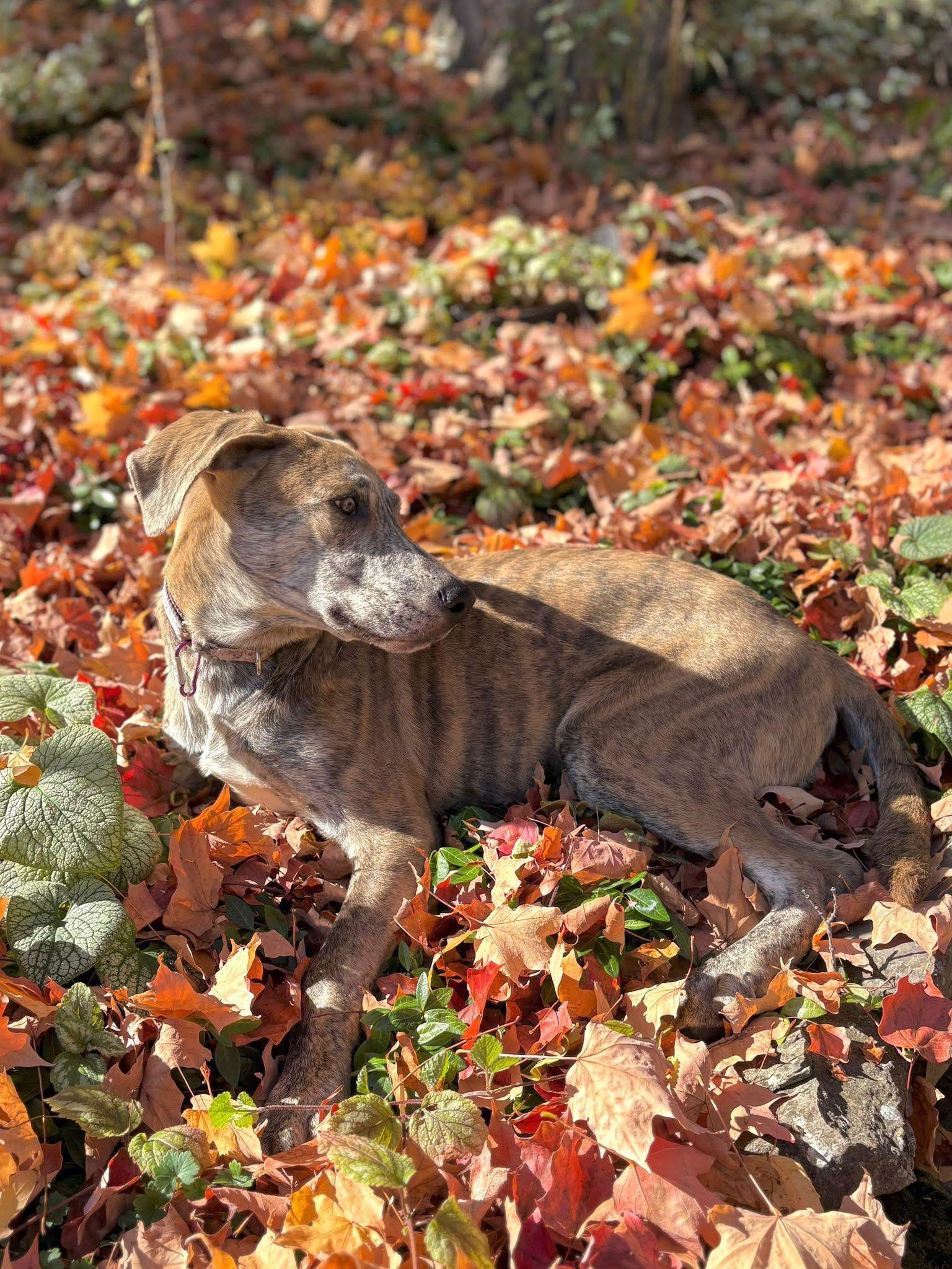 Freddie, a Adoptable mixed breed in Newmarket, ON image 3/5