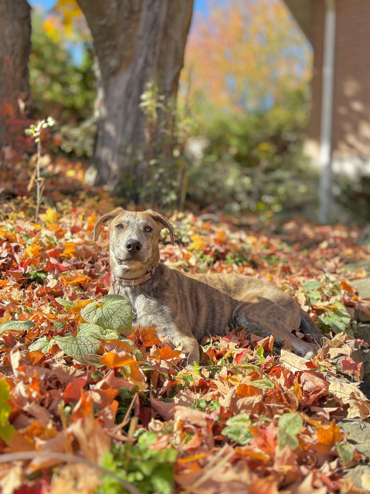 Freddie, a Adoptable mixed breed in Newmarket, ON image 4/5