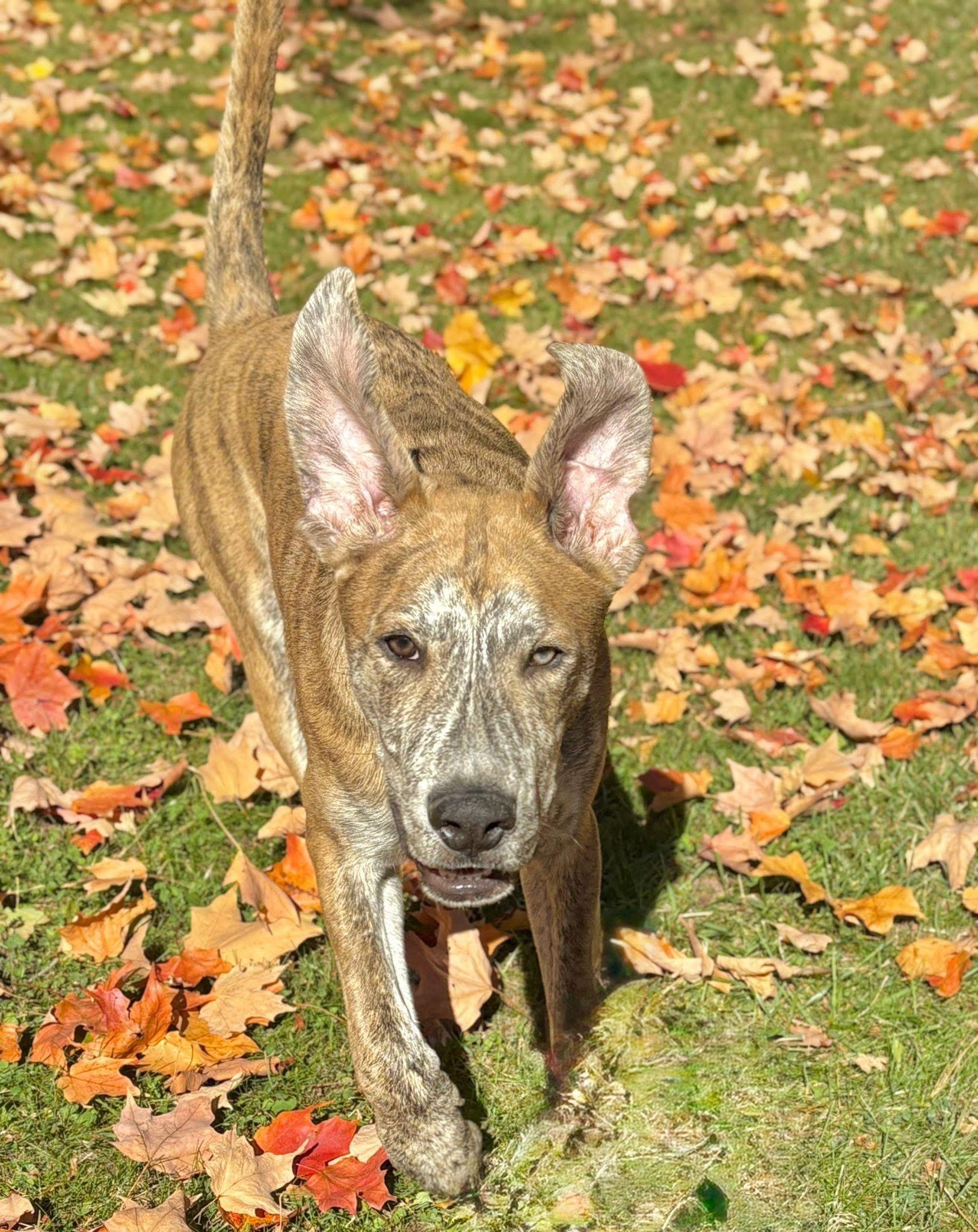 Freddie, a Adoptable mixed breed in Newmarket, ON image 5/5