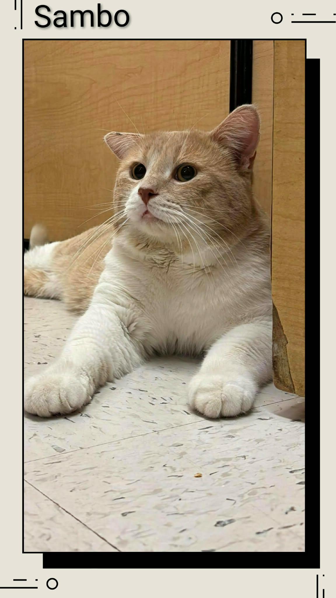 Sambo, Adopted, Young Male Domestic Short Hair.