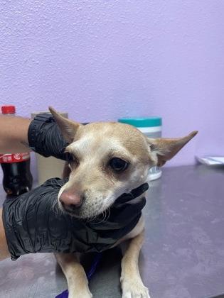 Enlarge 58740890, a Adoptable mixed breed in El Paso, TX image 2/2