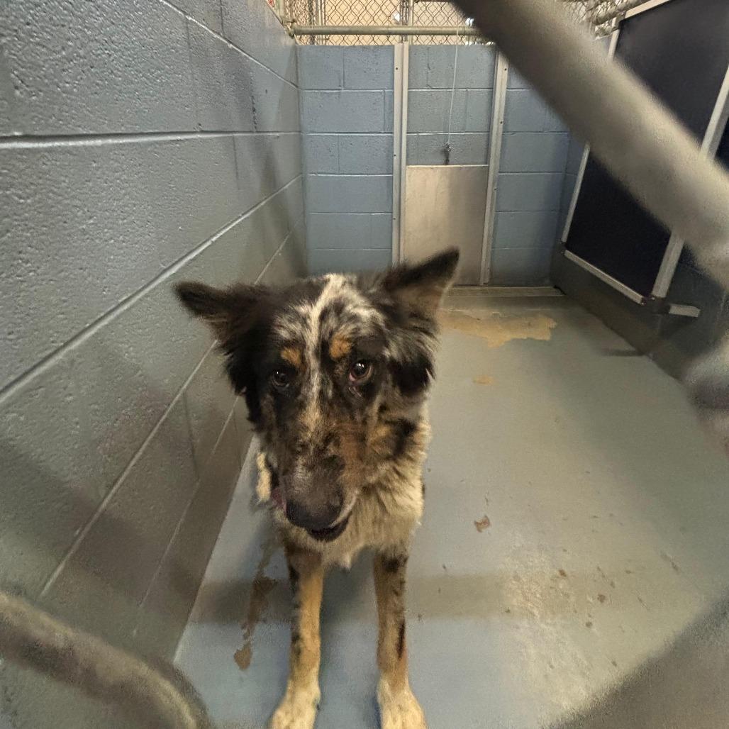 KoKo Chanel, Adoptable, Adult Female Mixed Breed.