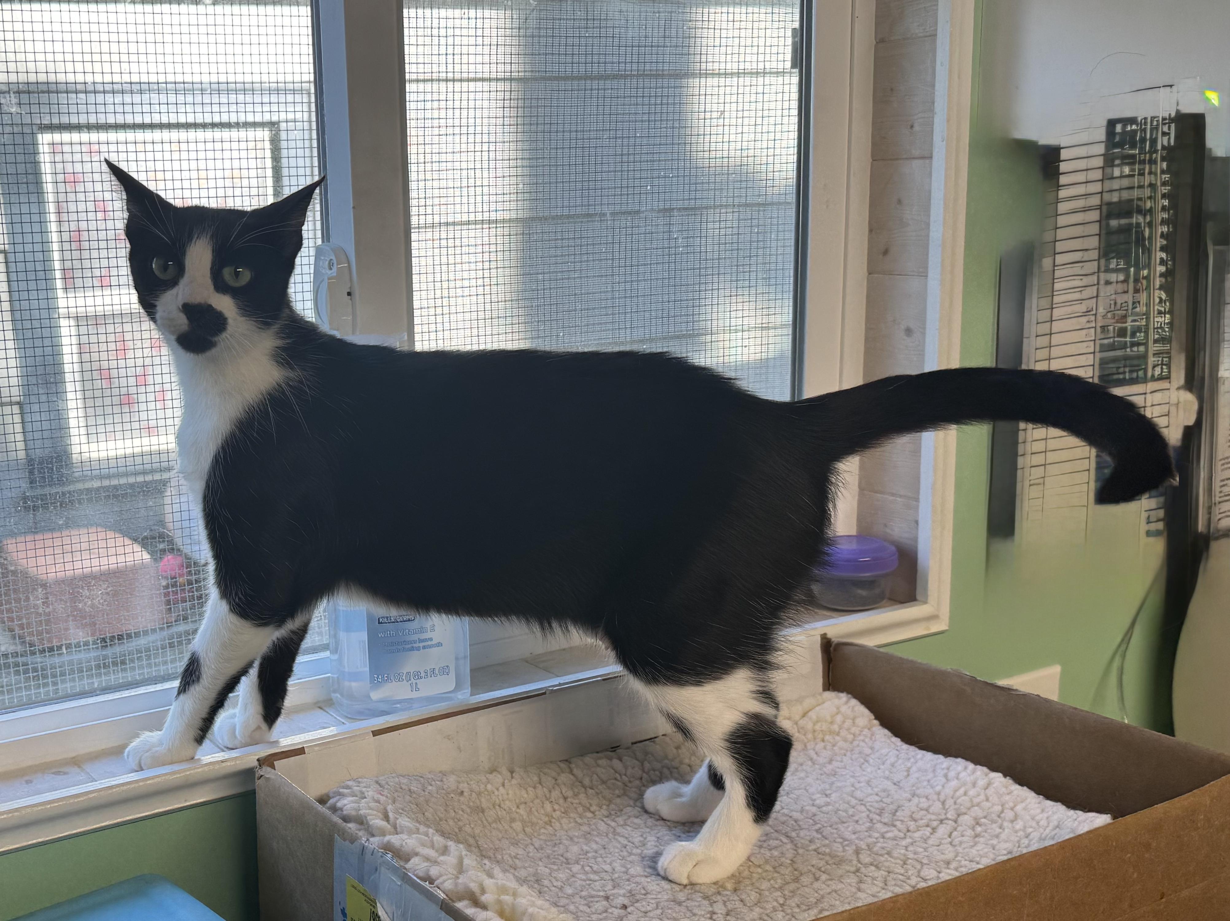 Enlarge Violet, a Adoptable Domestic Short Hair in Shelton, WA image 2/4