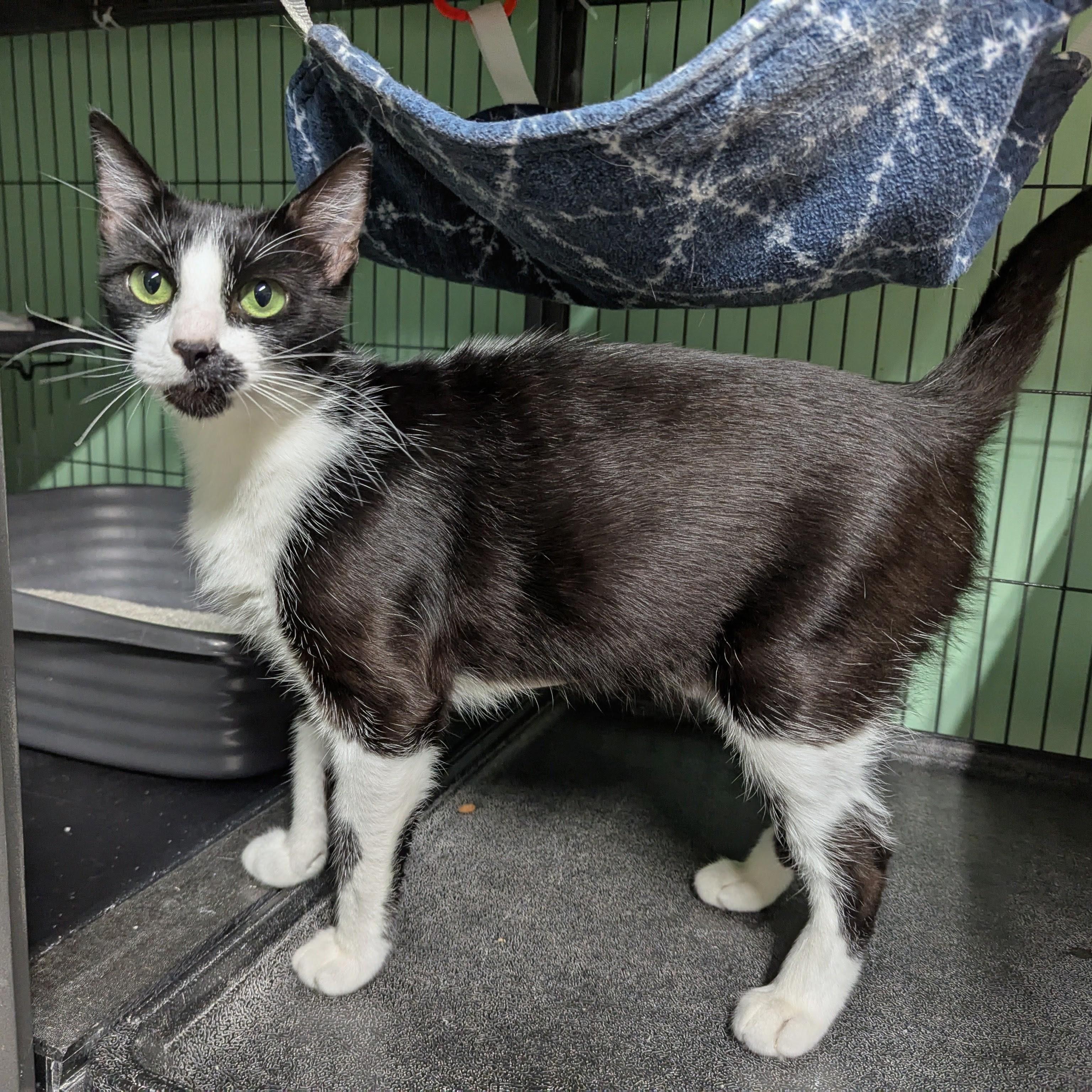 Enlarge Violet, a Adoptable Domestic Short Hair in Shelton, WA image 3/4