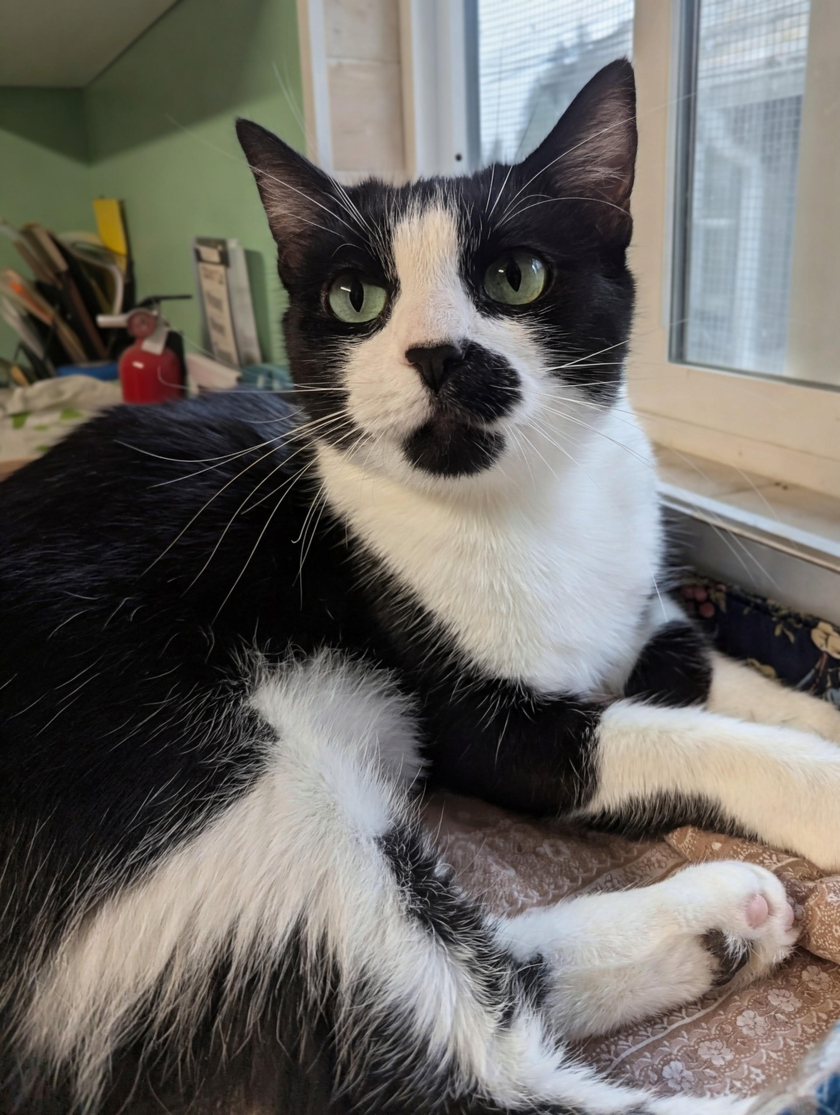 Enlarge Violet, a Adoptable Domestic Short Hair in Shelton, WA image 1/4