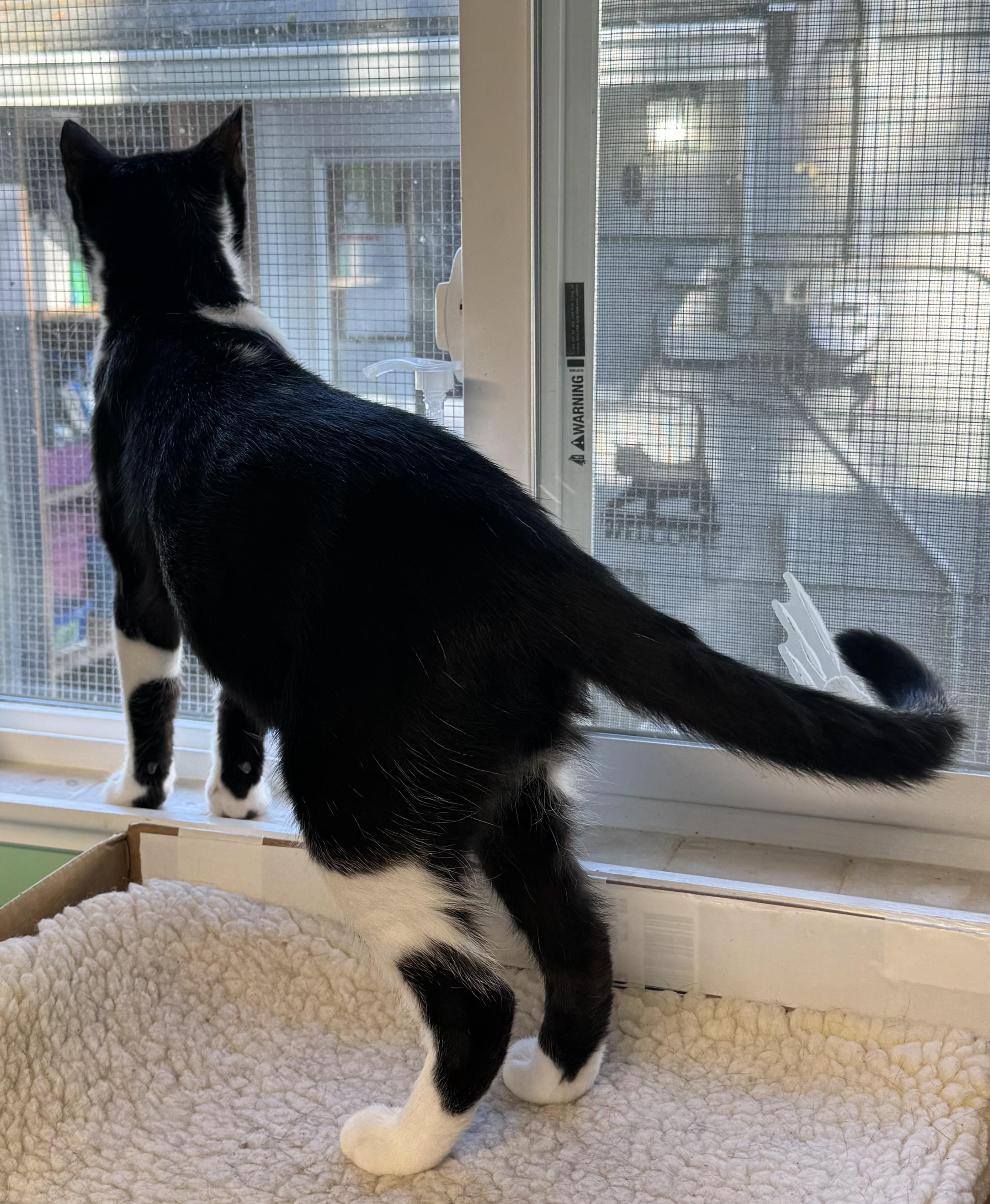 Enlarge Violet, a Adoptable Domestic Short Hair in Shelton, WA image 4/4