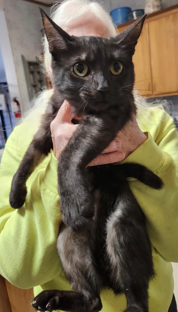 Enlarge Pandora, a Adoptable mixed breed in Thompson Falls, MT image 1/2