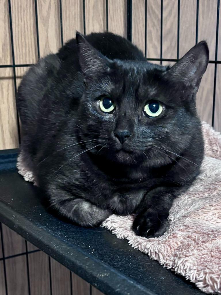 Enlarge Pandora, a Adoptable mixed breed in Thompson Falls, MT image 2/2