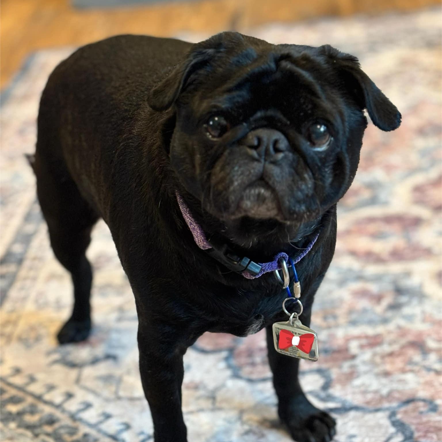 COCO, Adopted, Young Female Pug.