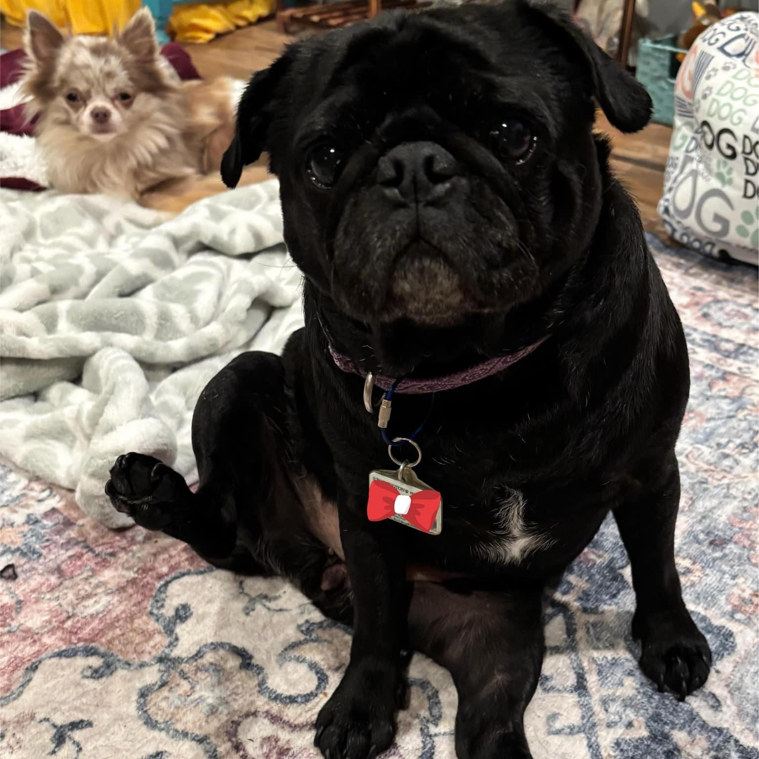 COCO, a Adopted Pug in Ferndale, WA image 2/3