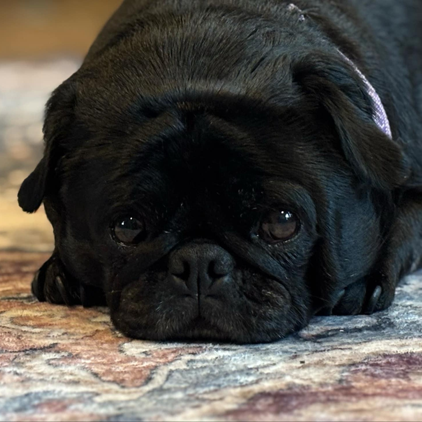 COCO, a Adopted Pug in Ferndale, WA image 3/3