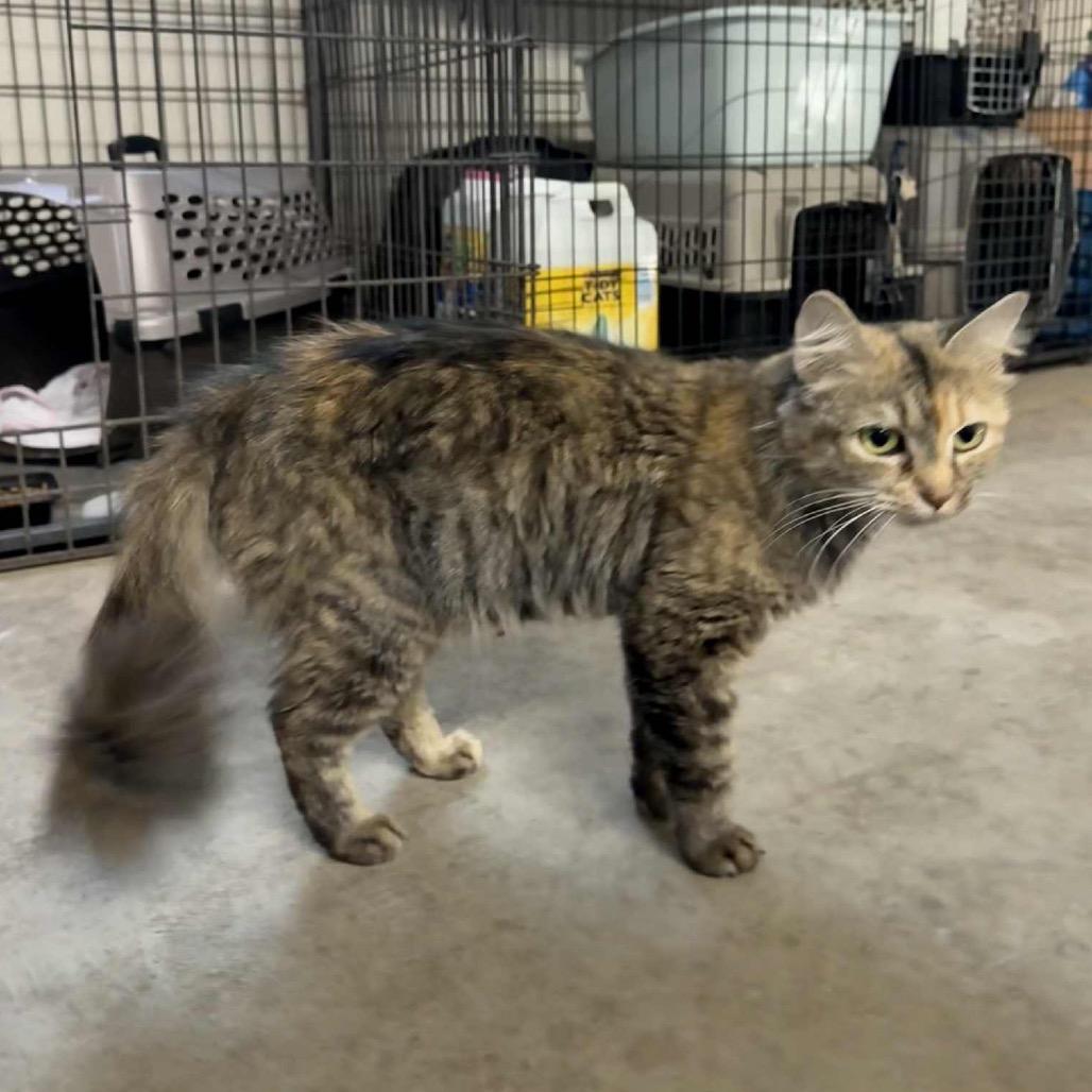 Lea, a Adoptable Domestic Long Hair in mount vernon, AR image 2/2