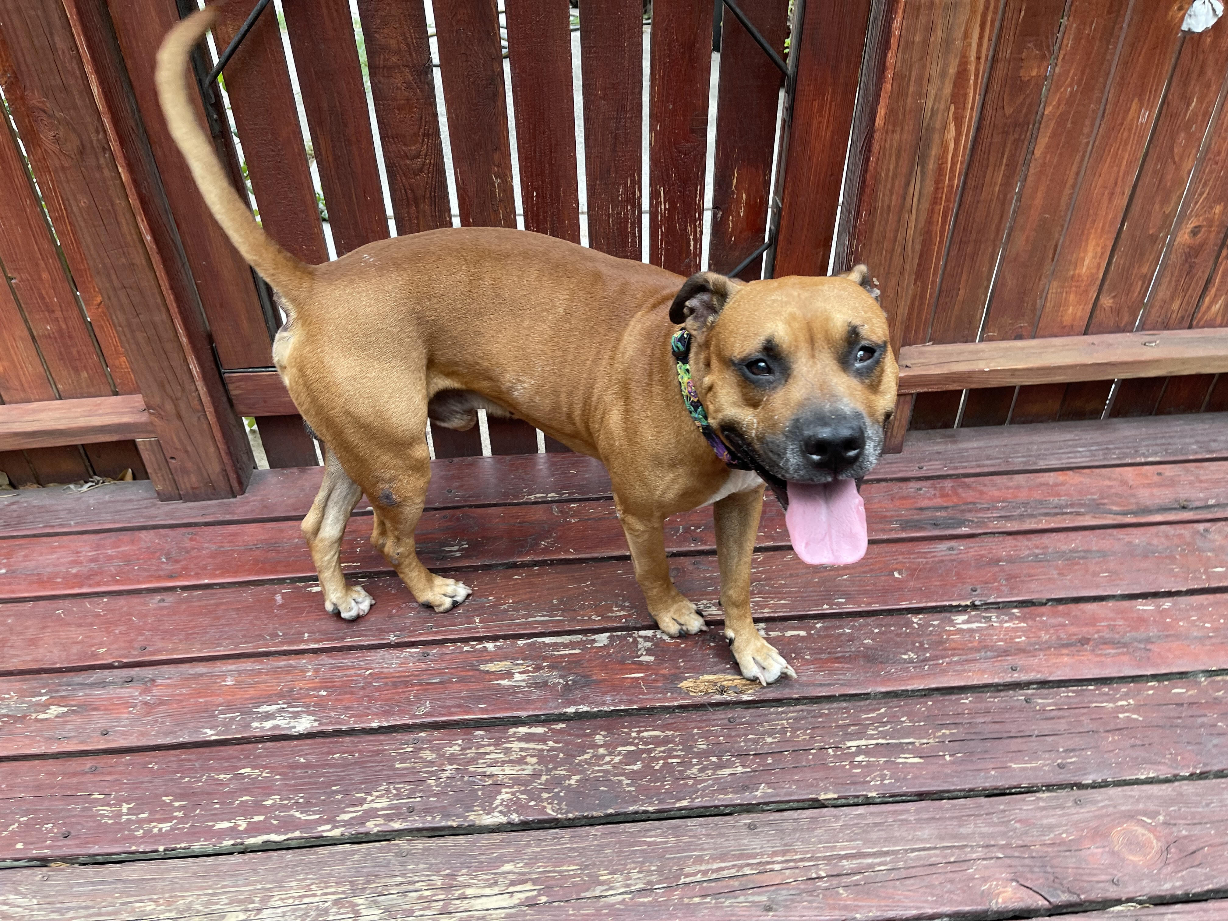 STUDLEY (aka Stud Muffin), a Adoptable mixed breed in Harrington, DE image 2/11