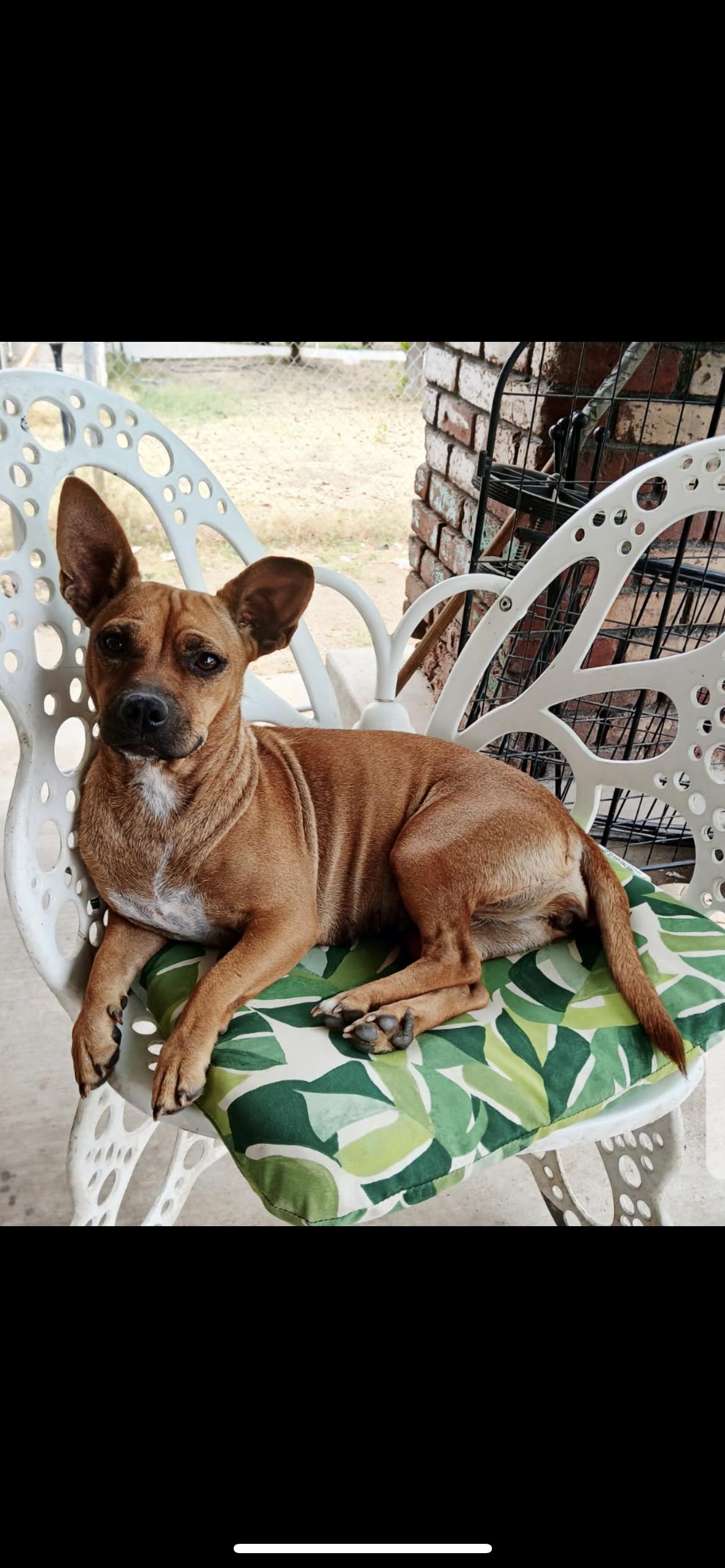 Enlarge Daisy, a Adoptable mixed breed in Hamden, CT image 3/6