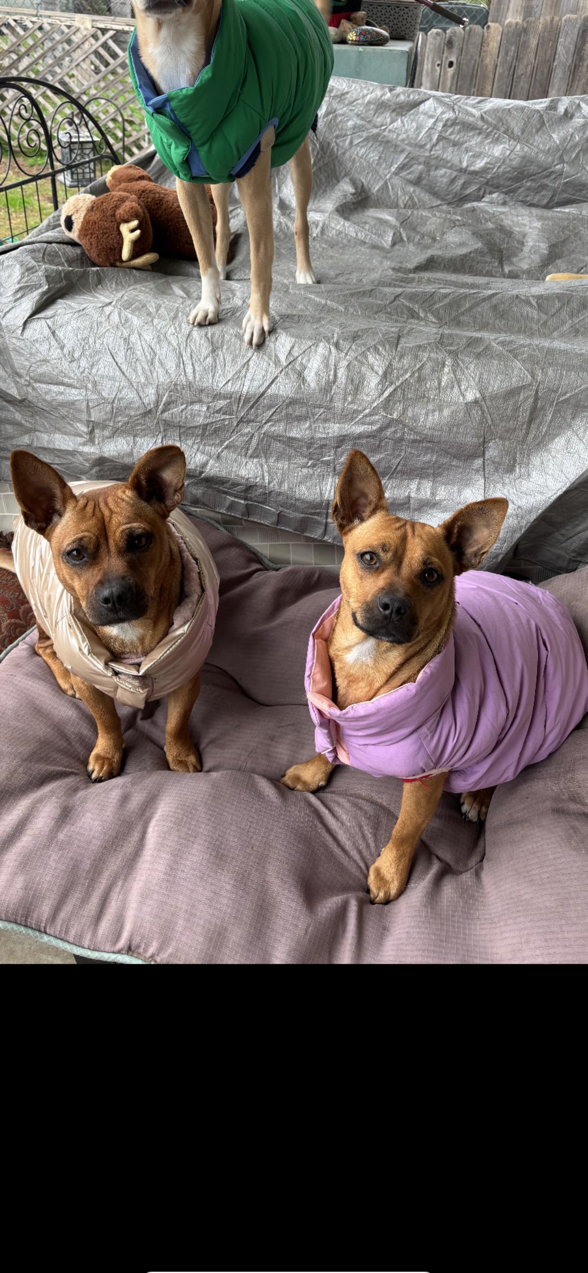 Enlarge Daisy, a Adoptable mixed breed in Hamden, CT image 6/6