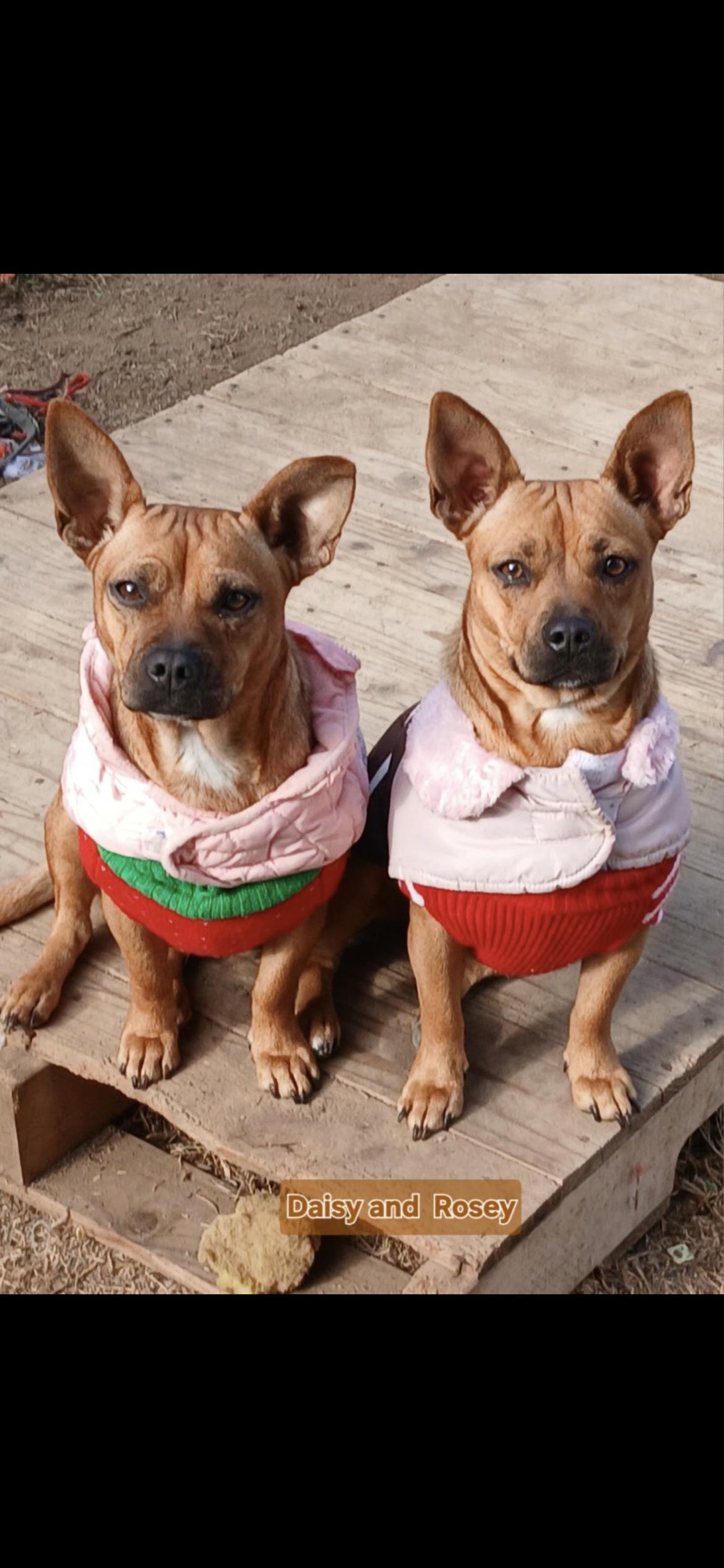 Enlarge Daisy, a Adoptable mixed breed in Hamden, CT image 5/6