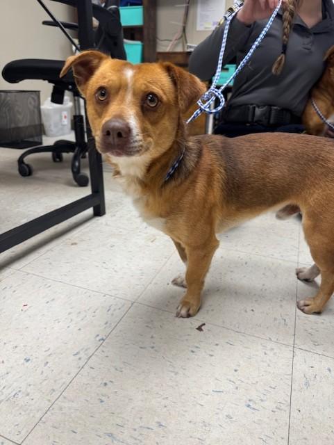 Enlarge Tritan, a Adoptable Pembroke Welsh Corgi in Oakdale, CA image 1/1