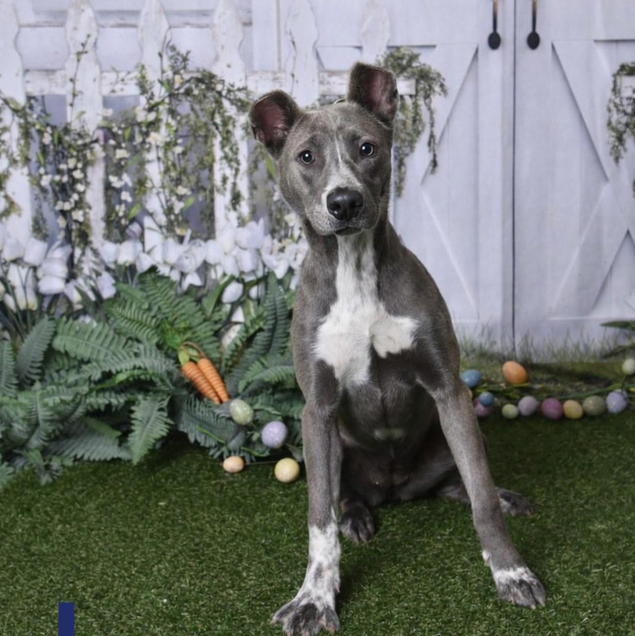 Sloan 60312333, a ADOPTABLE Mixed Breed in Harvey , LA image 3/3