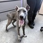 Sloan 60312333, a ADOPTABLE Mixed Breed in Harvey , LA image 2/3