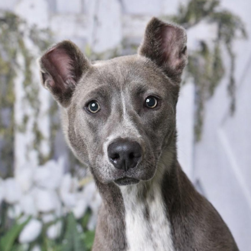 Sloan 60312333, ADOPTABLE, Young Female Mixed Breed.