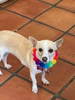 Celeste, Adoptable, Adult Female Chihuahua & Terrier.