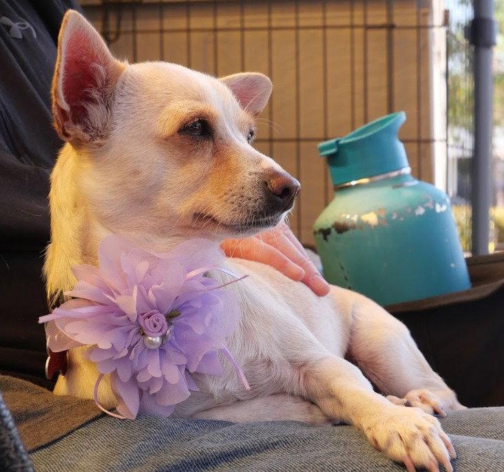 Celeste, Adoptable, Adult Female Chihuahua & Terrier.