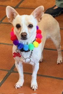Enlarge Celeste, a Adoptable mixed breed in San Diego, CA image 2/3