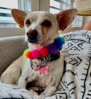 Enlarge Celeste, a Adoptable mixed breed in San Diego, CA image 3/3