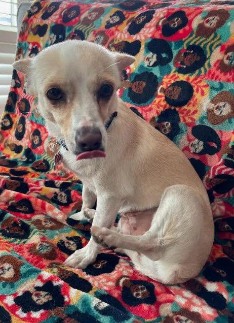 Enlarge Celeste, a Adoptable mixed breed in San Diego, CA image 2/3