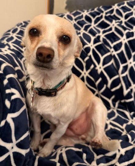 Enlarge Celeste, a Adoptable mixed breed in San Diego, CA image 3/3