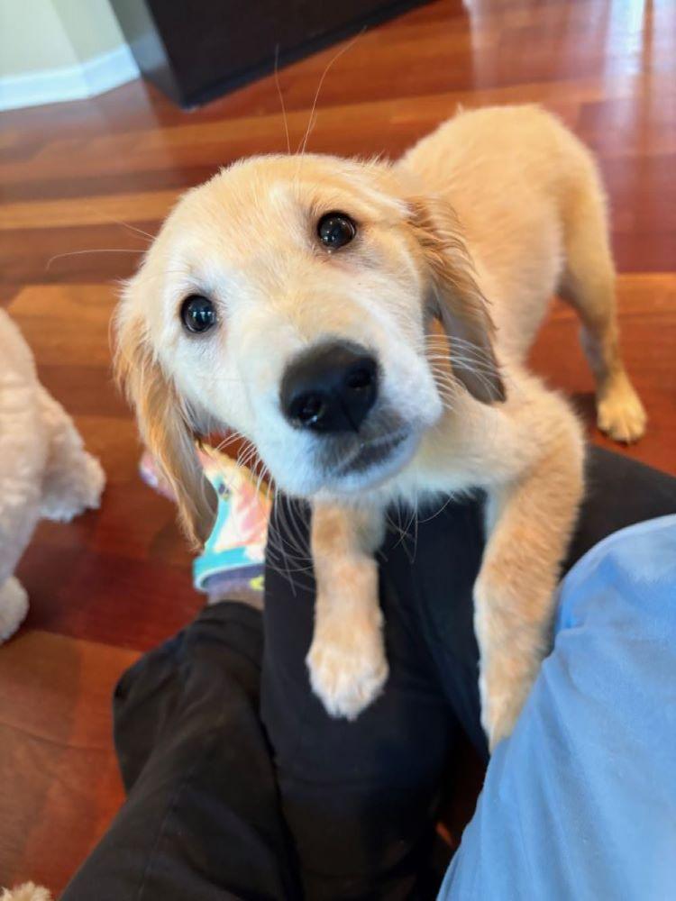 Enlarge Milo, a Adopted Golden Retriever in Mchenry, IL image 1/1