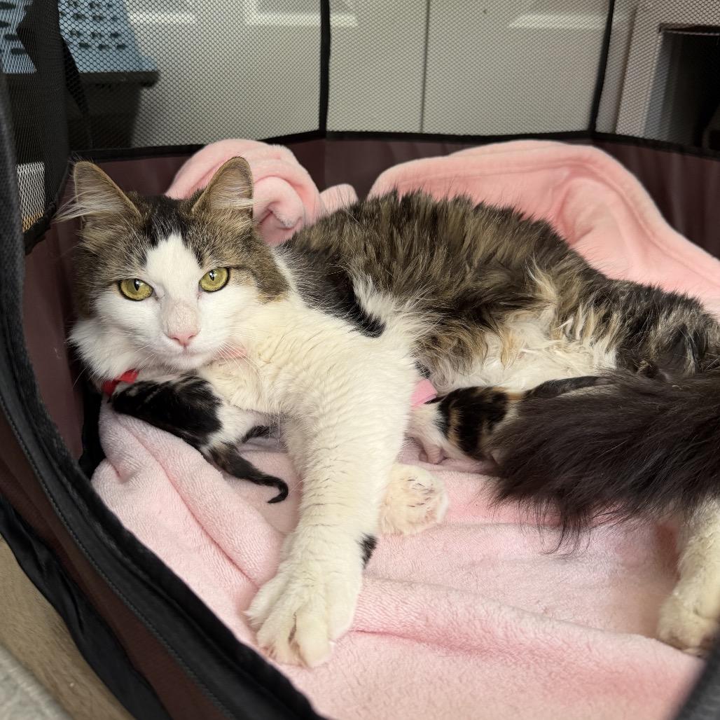 Enlarge Hazel, a Adoptable Domestic Long Hair in Warwick, RI image 2/2