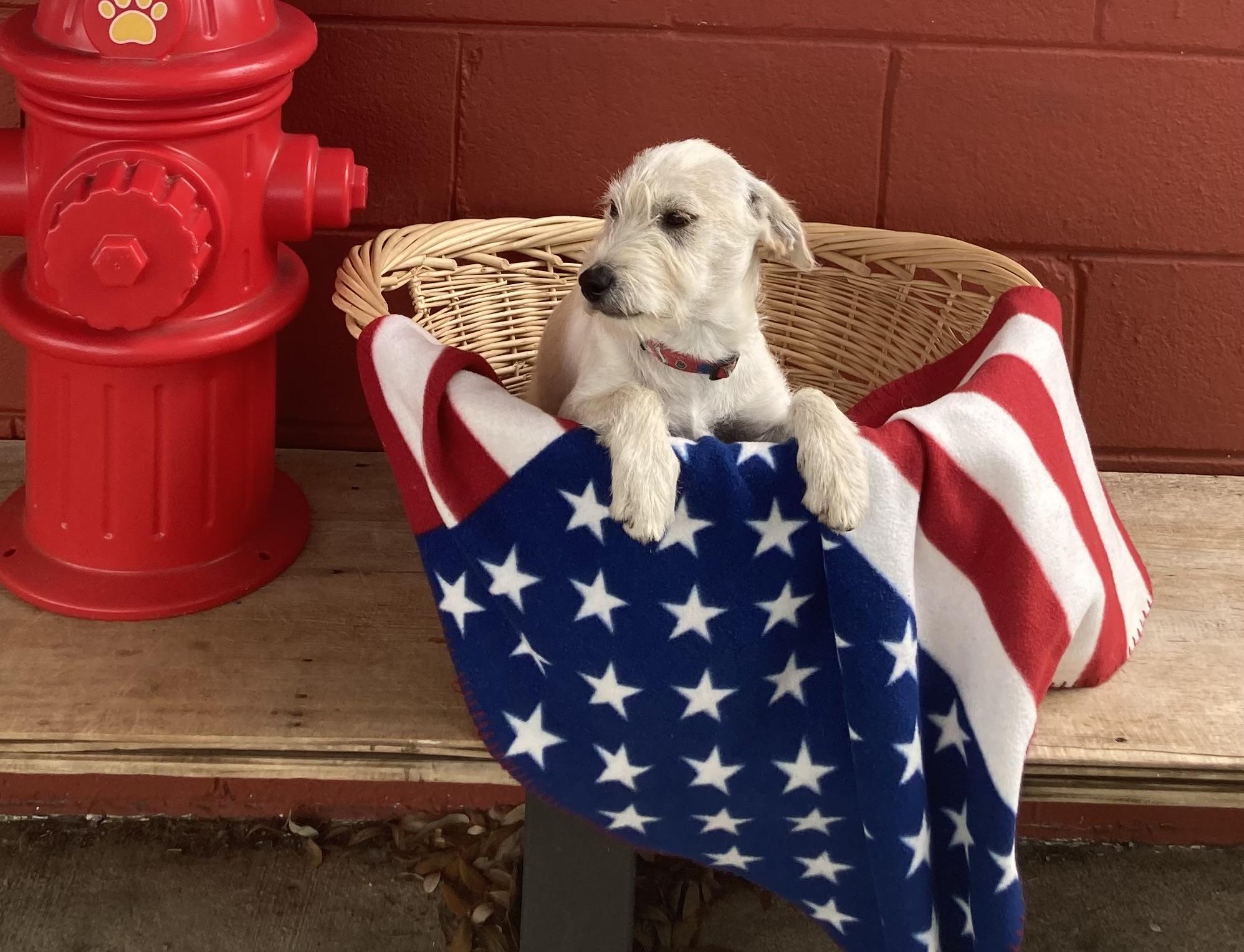 Stanley, adopted, Young Male Wirehaired Terrier.
