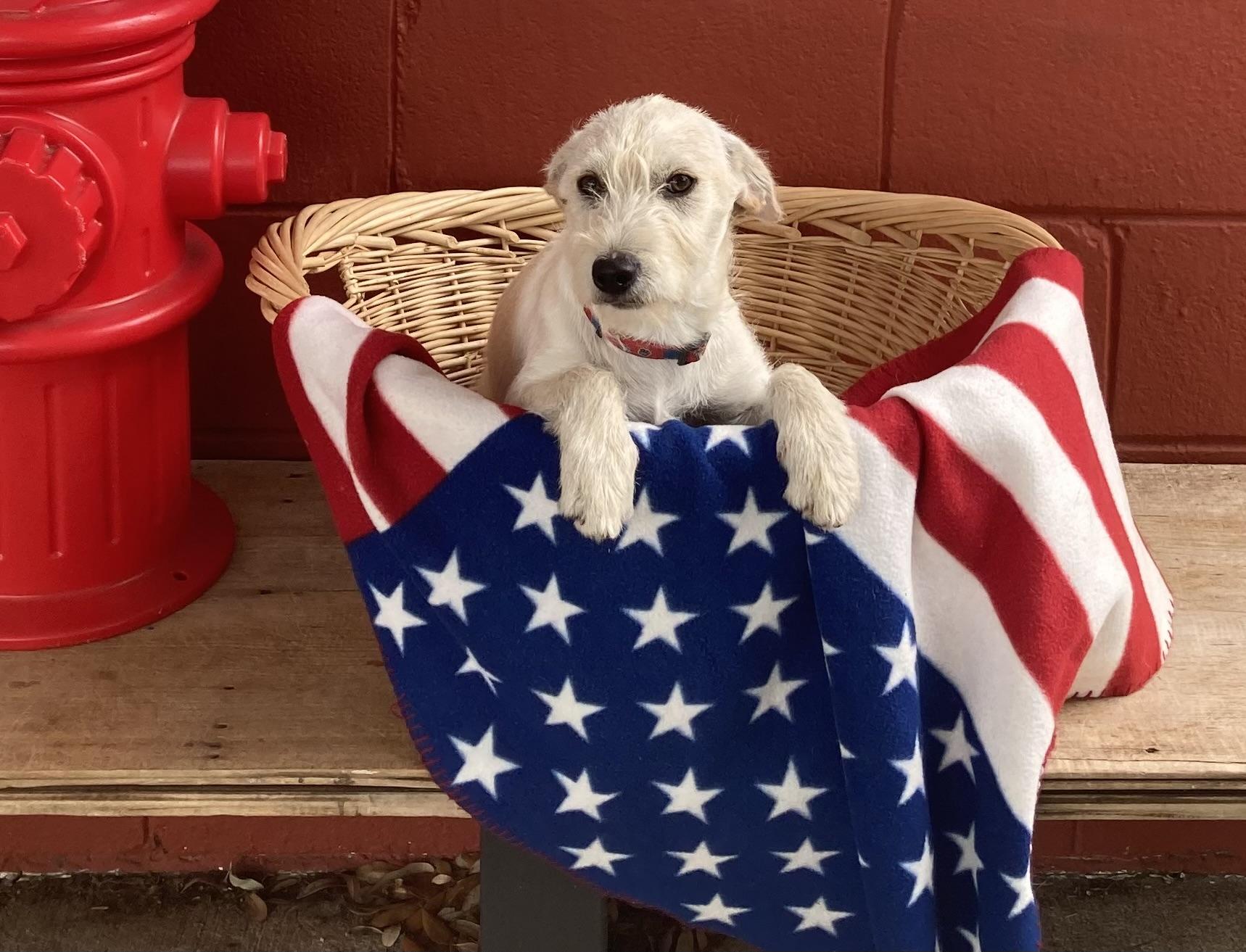 Stanley, an adopted mixed breed in Pensacola, FL image 2/2
